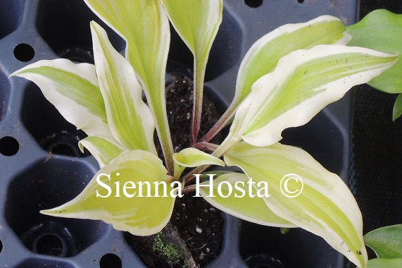 Hosta 'Blonde on Blonde'