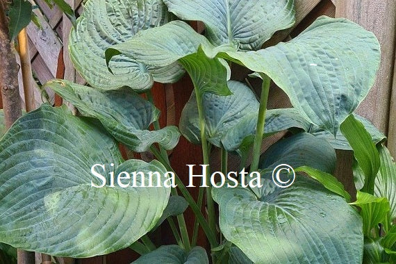 Hosta 'Brutan Star'