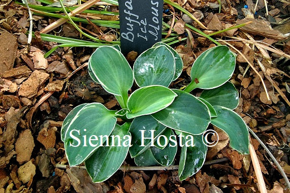 Hosta 'Buffalo Ice Mouse'