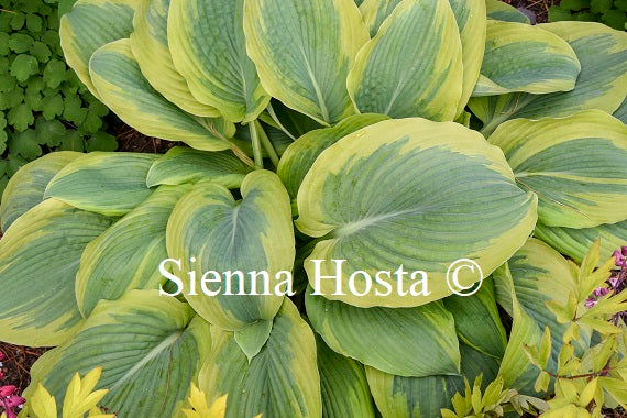 Hosta 'Chance Encounter'