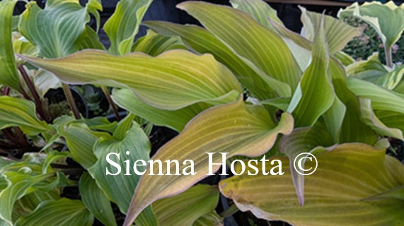 Hosta 'Chris' Aurora'