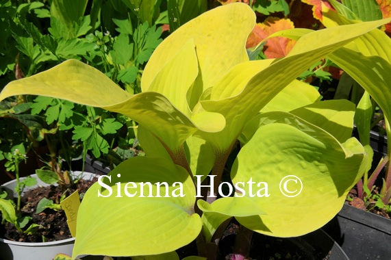 Hosta 'Chris' Pale Winner'