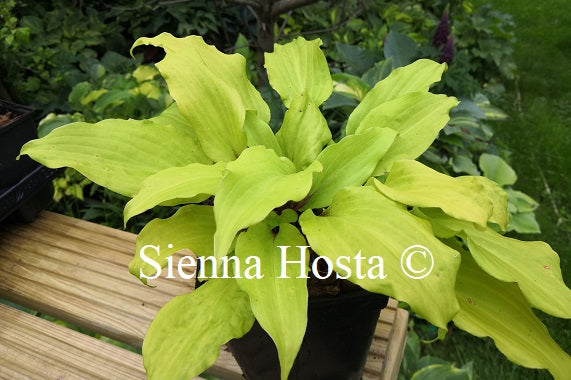 Hosta 'Chris Gelber Liebling'
