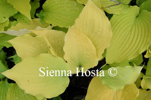 Hosta 'Chris' Gelbes Gold'