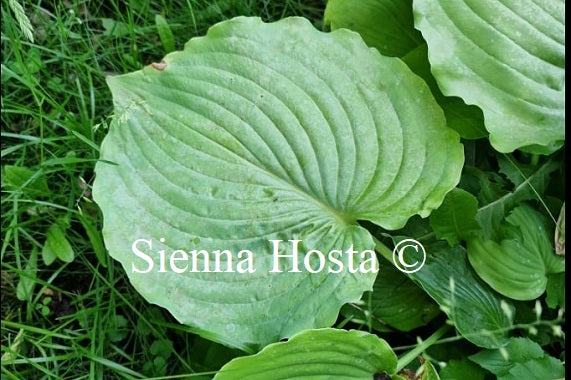 Hosta 'Chris' Fisherman'
