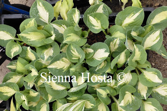 Hosta 'Crackerjack'