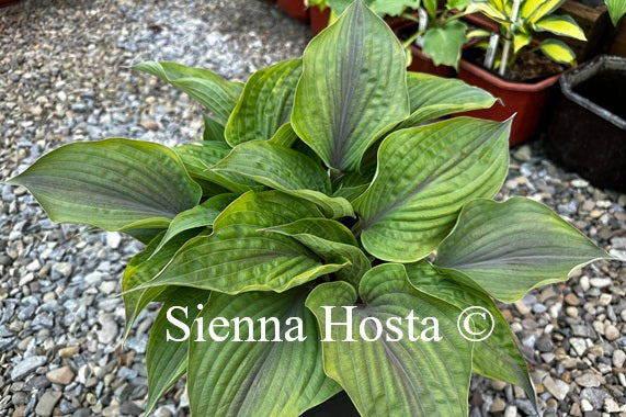 Hosta 'Crazy Hazy'