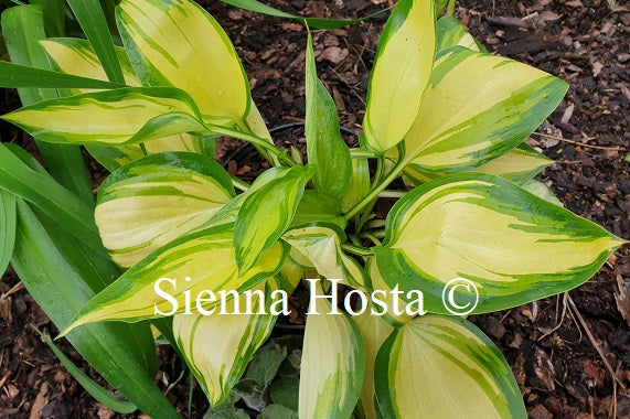 Hosta 'Cream Cake'