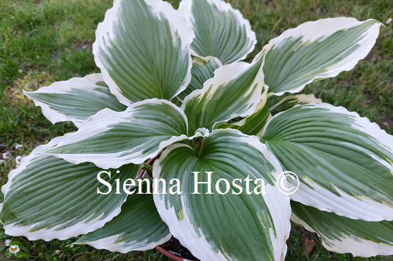 Hosta 'Dancing Hero'