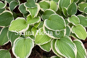 Hosta 'Diamond Tiara'