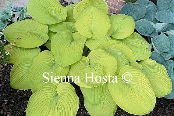 Hosta 'Divine Light'