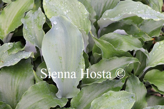 Hosta 'Dragon's Dream'