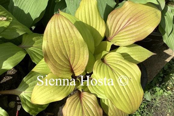 Hosta 'Electric Fire'