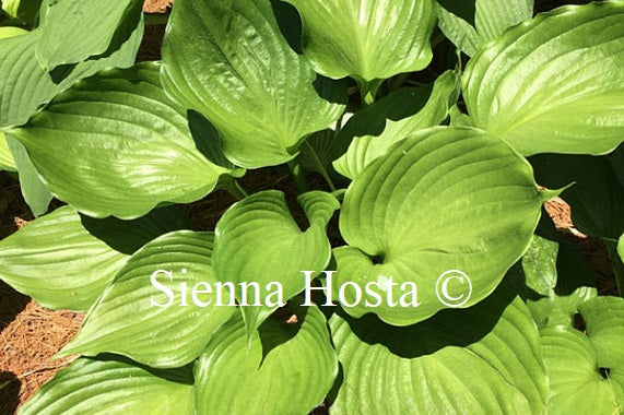 Hosta 'Emerald Chalice'