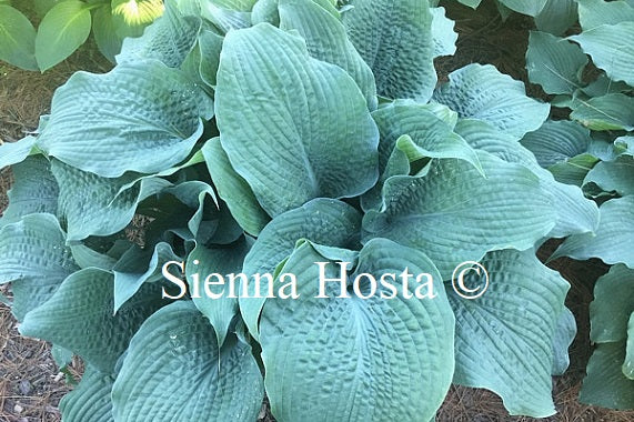 Hosta 'Epic Blue Waves'