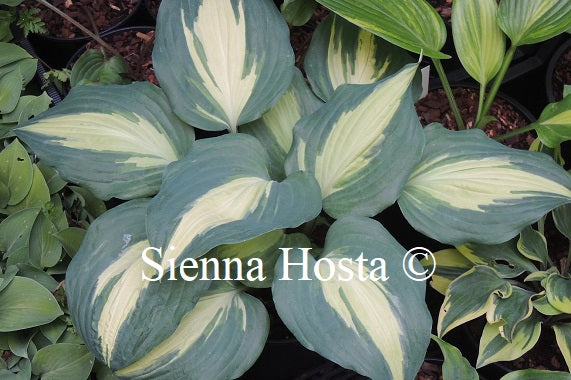 Hosta 'Everyone's Darling'