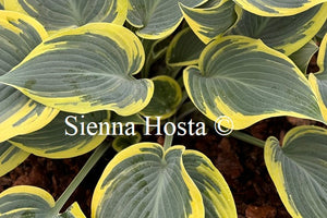 Hosta 'First Frost'