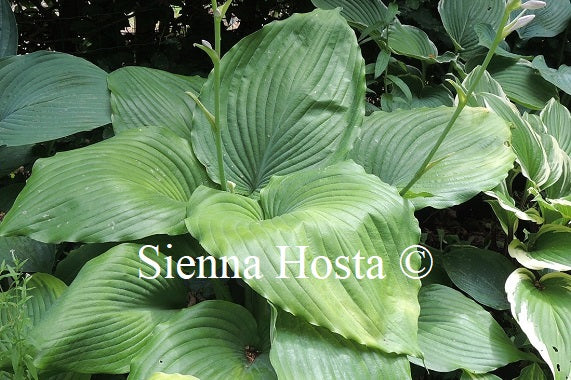 Hosta 'Flemitzu'