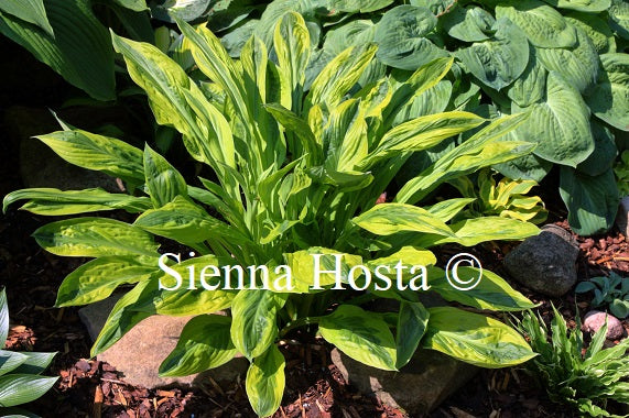 Hosta 'Foxfire Palm Sunday'