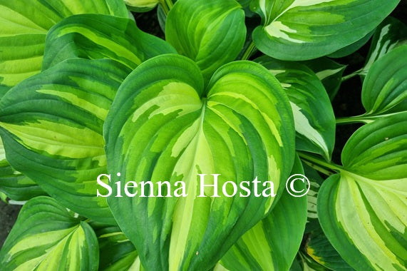 Hosta 'Fragrant Princess'
