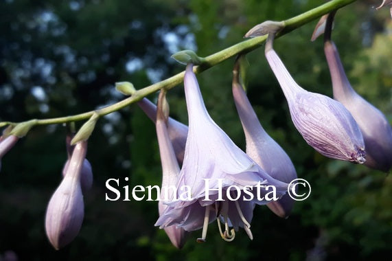 Hosta 'Fujibotan'