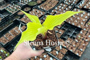 Hosta 'Karma Chameleon'