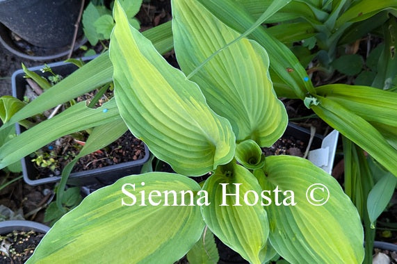 Hosta 'German Aha Aha Aha'