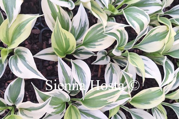 Hosta 'German Go For It'