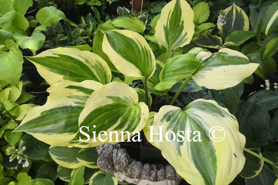 Hosta 'German Mood Maker'