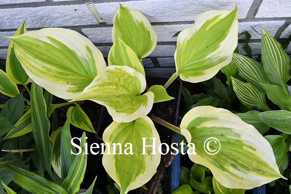 Hosta 'German Hostamist'