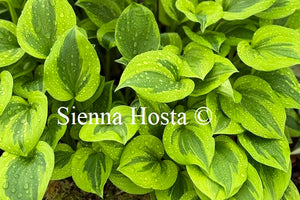 Hosta 'Grand Tiara'