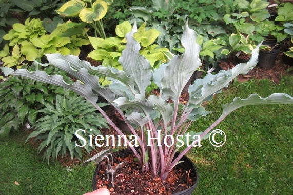 Hosta 'Hammerin Cameron'