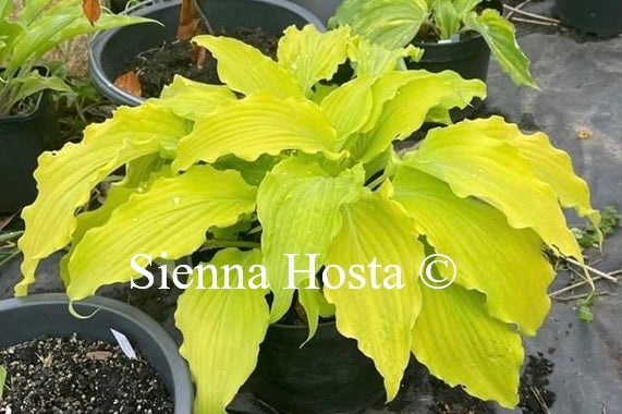 Hosta 'Hanjas Ewa'