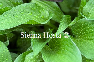 Hosta 'Harry van Trier'
