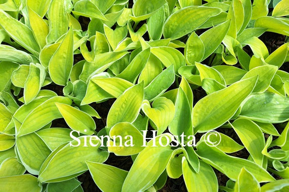Hosta 'Hat Trick'