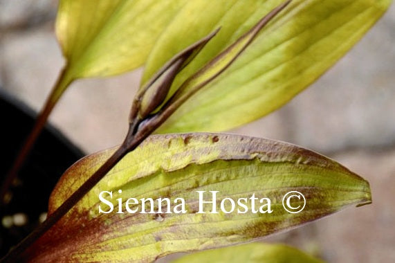 Hosta 'Holar Lemon Submarine'