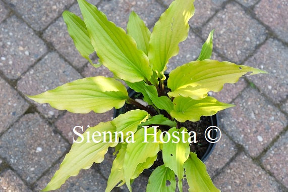 Hosta 'Holar Curved Waterfall'