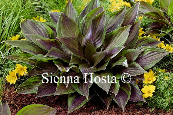 Hosta 'Red NInja' red leaf hosta