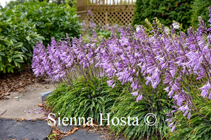 Hosta 'Silly String'