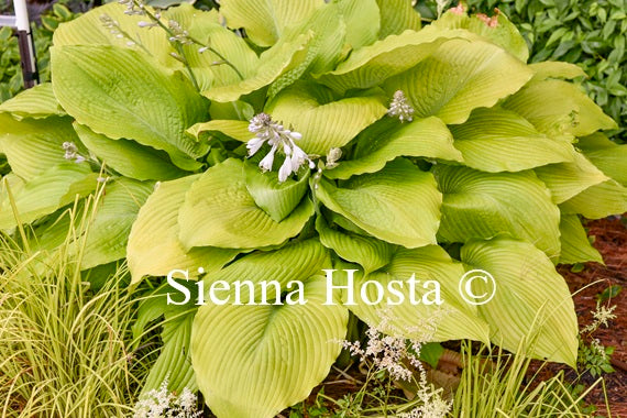 Hosta 'Humungosaurus'