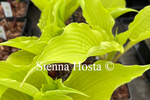 Hosta 'Karma Chameleon'