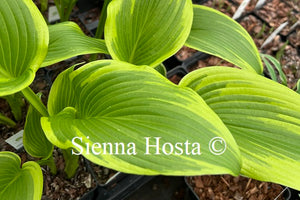 Hosta montana 'Aureomarginata'