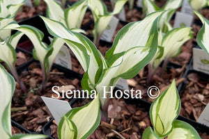 Hosta 'Miss Christa'