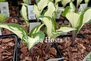 Hosta 'Miss Christa'