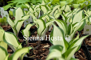 Hosta 'Miss Christa'