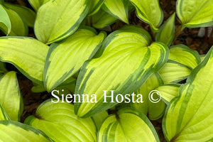 Hosta 'Pineapple Salsa'