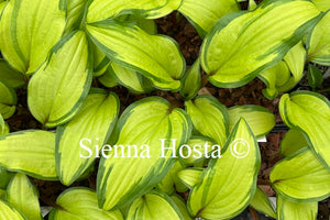 Hosta 'Pineapple Salsa'