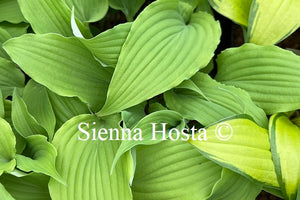 Hosta 'Valley's Love Birds'