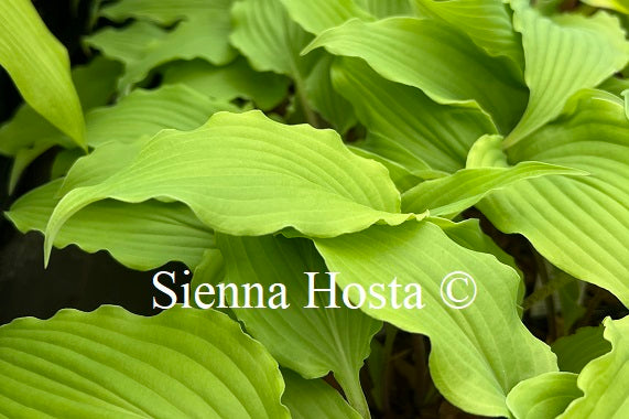 Hosta 'Valley's Love Birds'