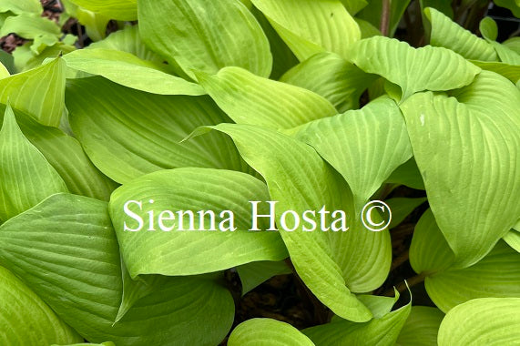 Hosta 'German Yellow Dragon'